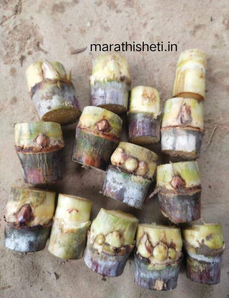 us lagvad: ऊस लागवड करताना सद्यस्थितीतील समस्या 2 us lagvad