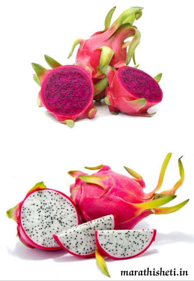 Dragon Fruit Cultivation