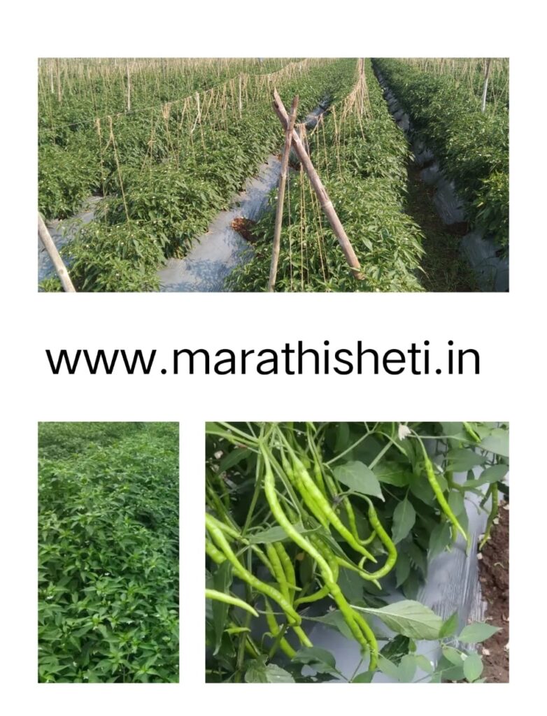 Mirchi मिरची या पिकाचे नियोजन