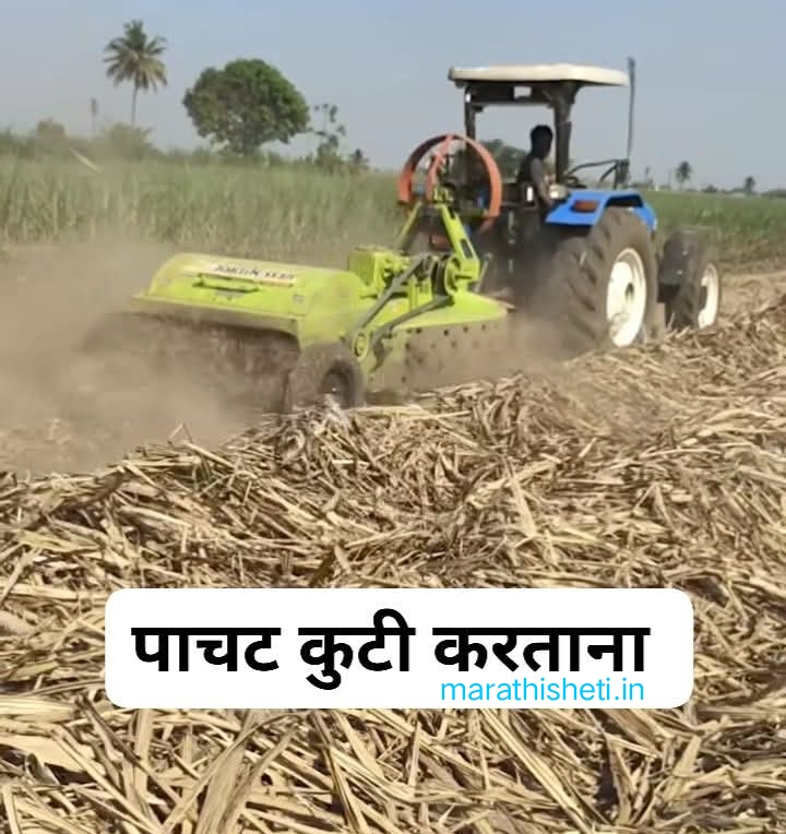 Khodava- खोडवा ऊस: शास्त्रीय पद्धतीने व्यवस्थापन 3 Khodava