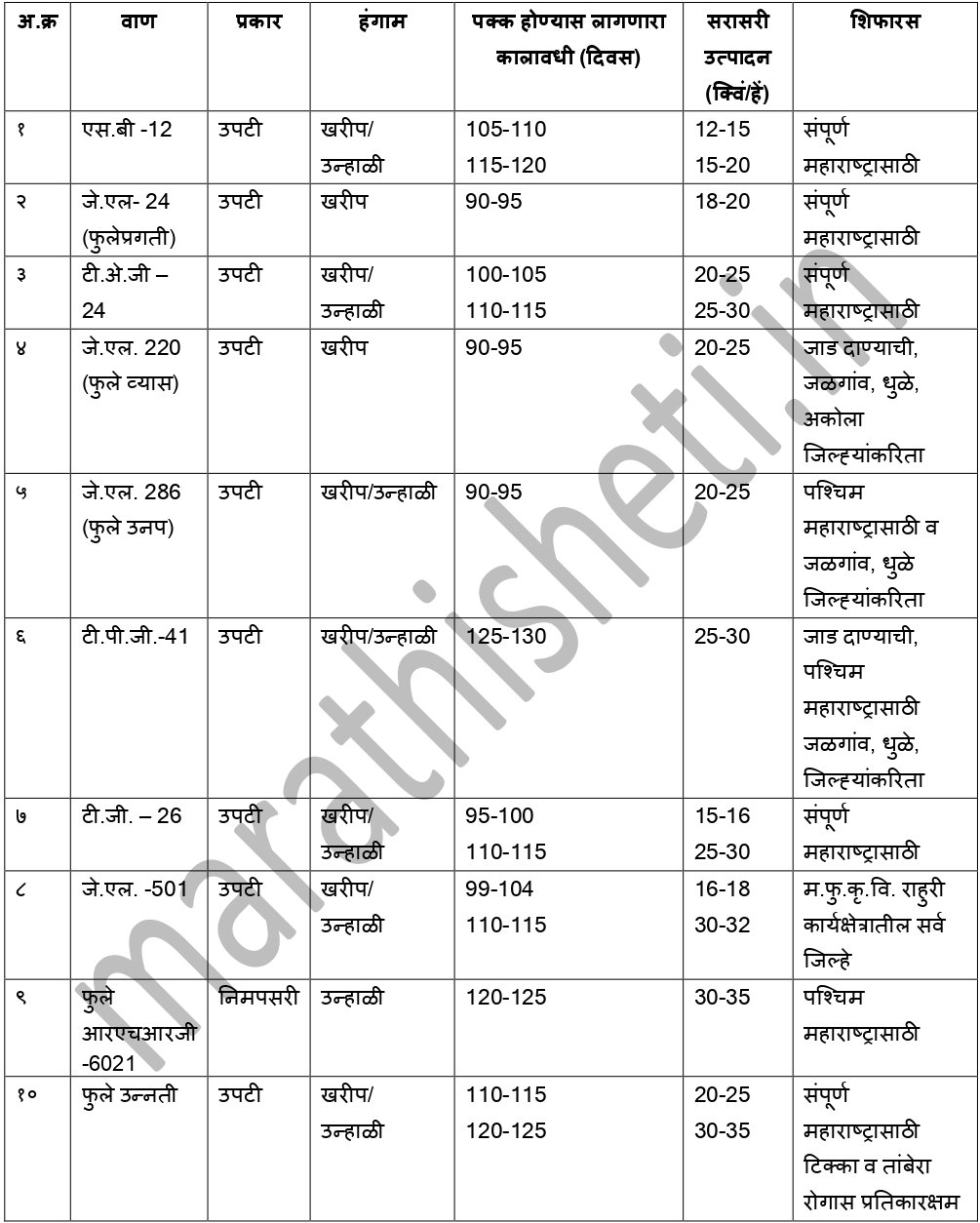 Bhuimug lagvad भुईमूग लागवड सविस्तर माहिती