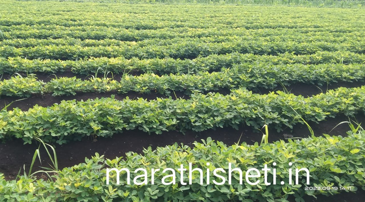 Bhuimug lagvad भुईमूग लागवड सविस्तर माहिती