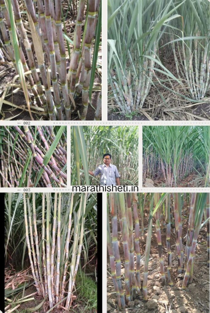 Sugarcane Variety/ ऊसाच्या जाती