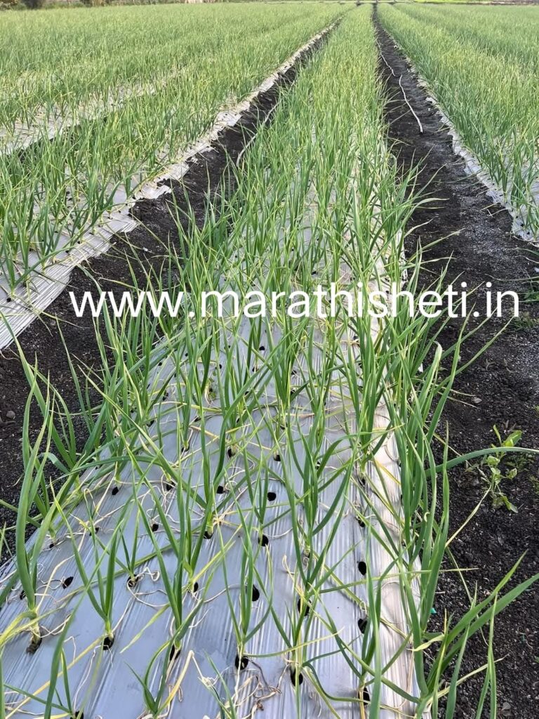 Garlic cultivation