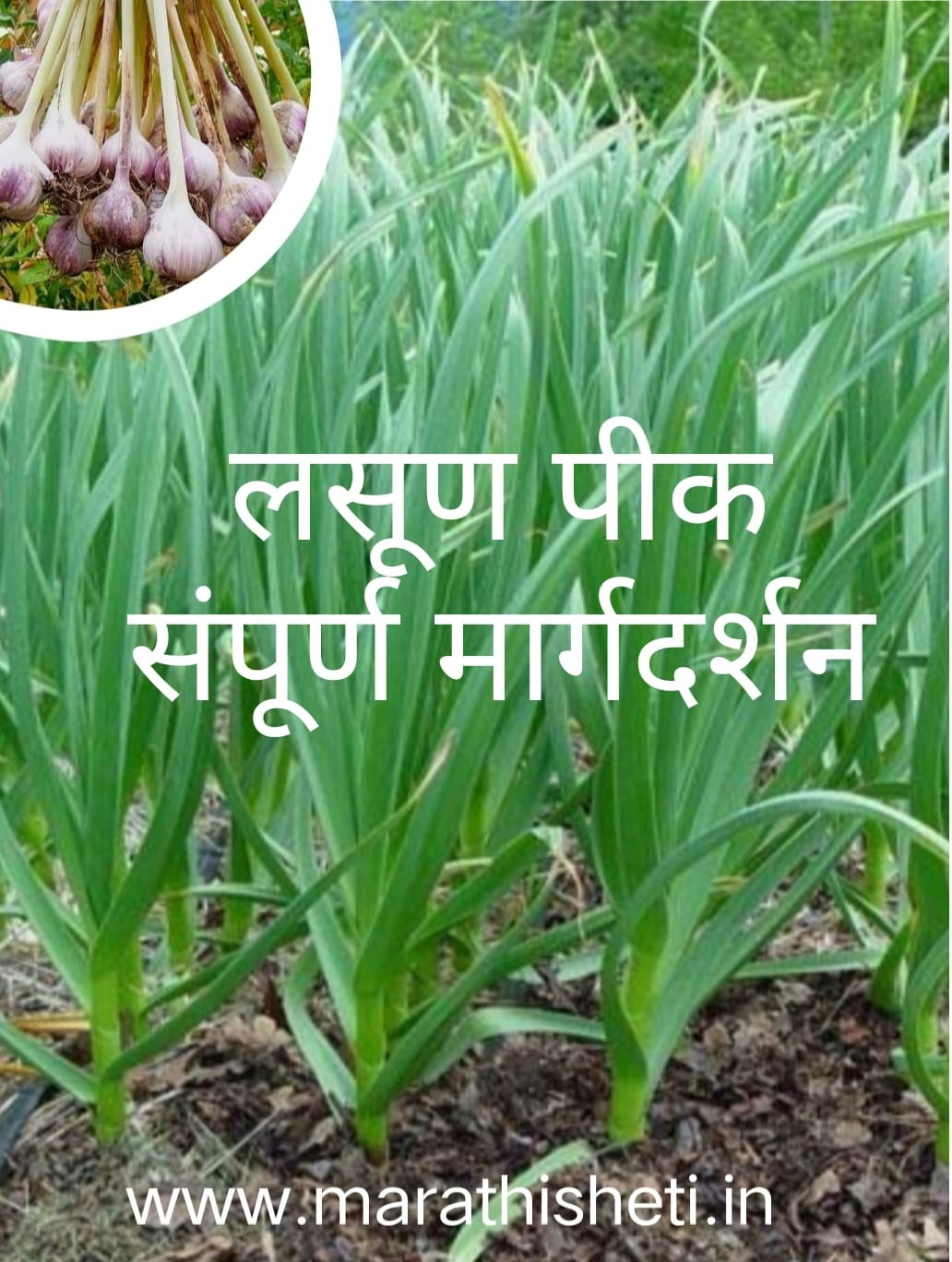 Garlic cultivation