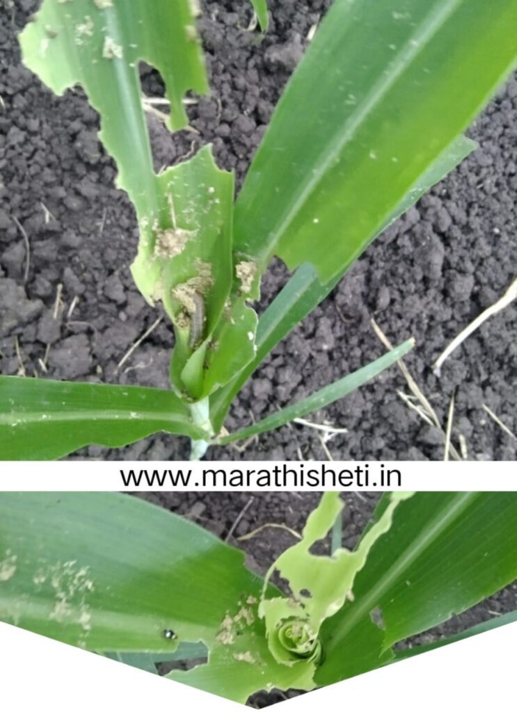 Sorghum crop- pest control