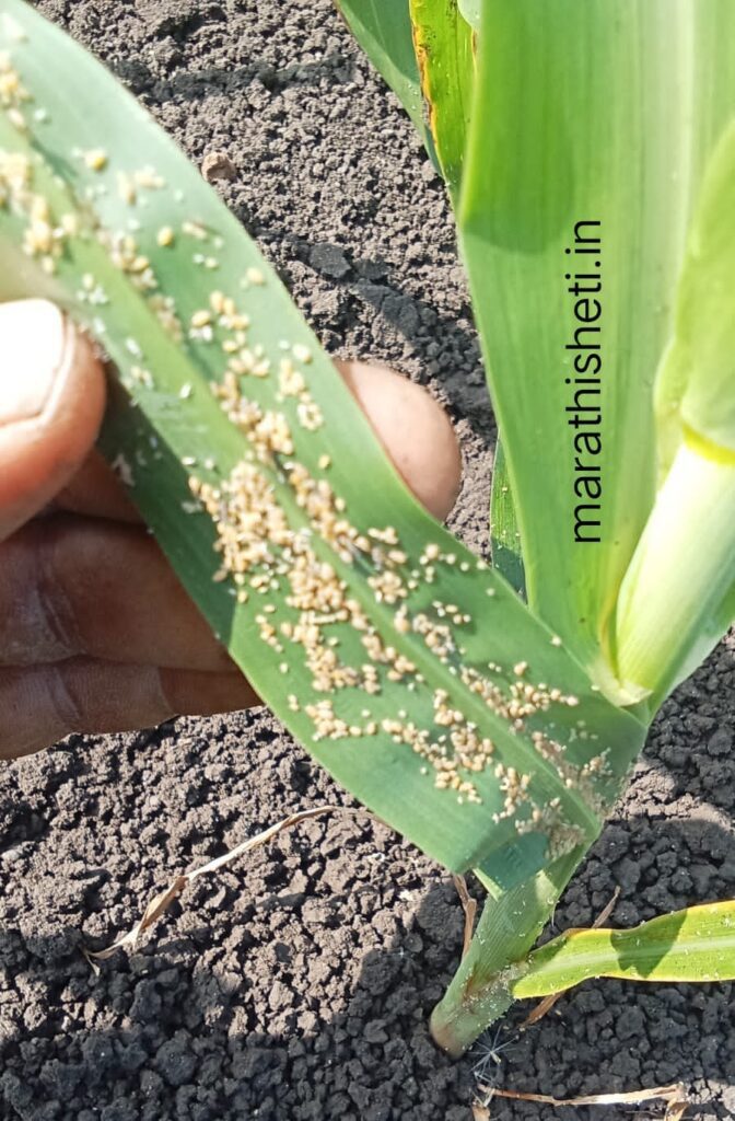 Sorghum crop- pest control