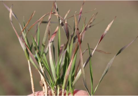 Wheat crop nutrients deficiency