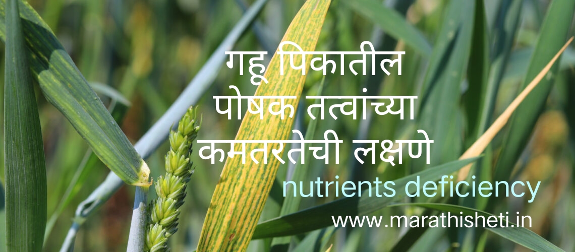 Wheat crop nutrients deficiency