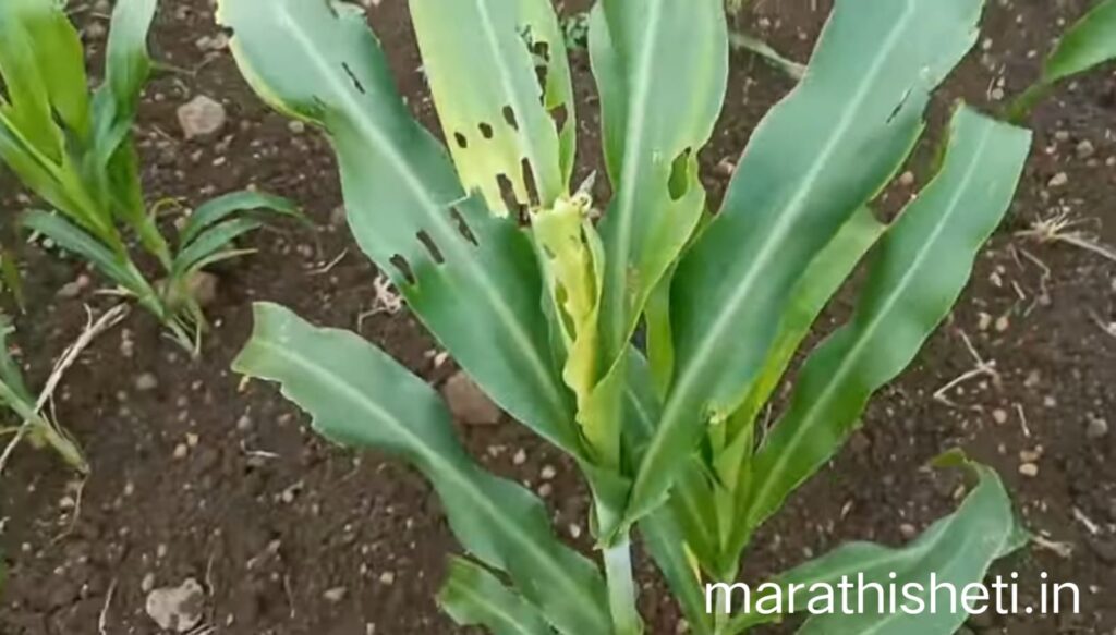 Sorghum crop- pest control