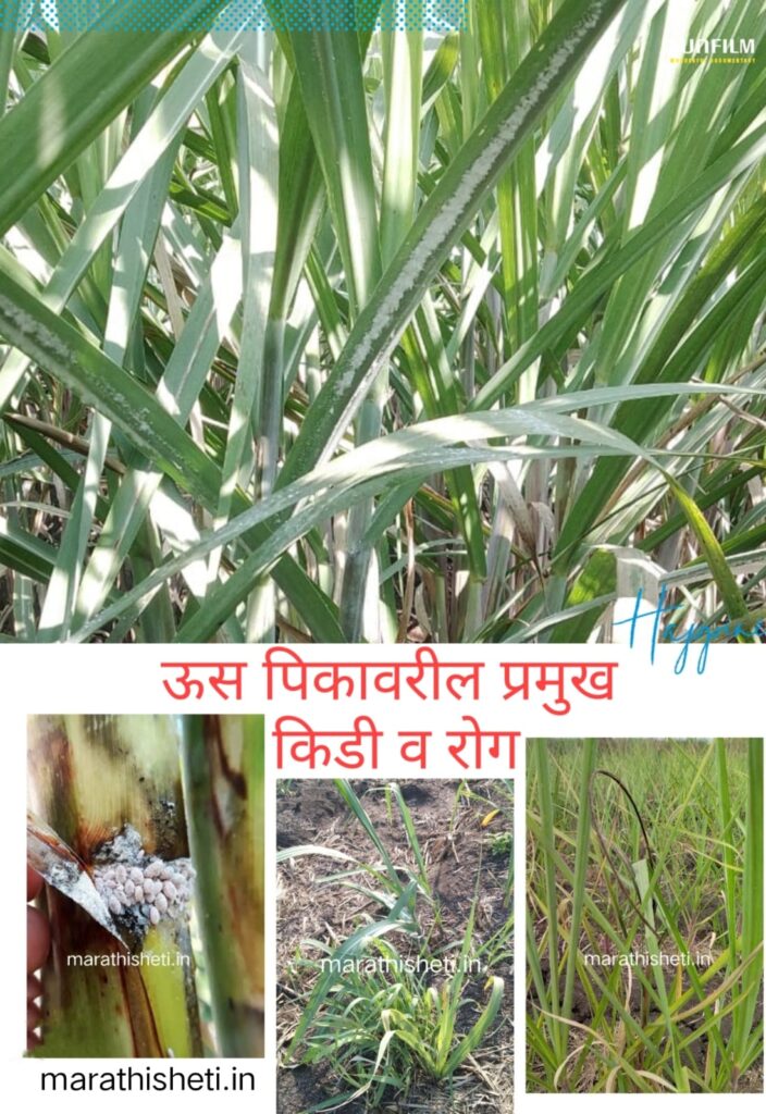 Sugarcane disease control