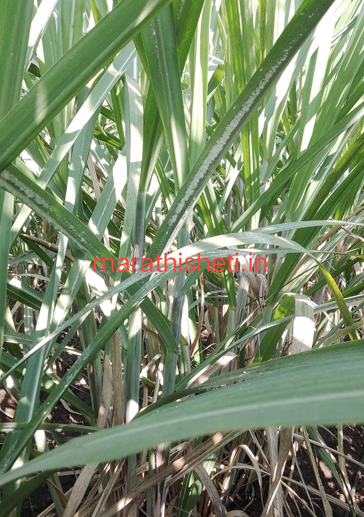 Sugarcane disease control