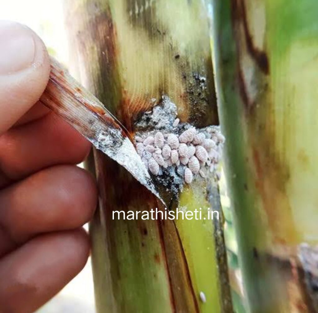 Sugarcane disease control