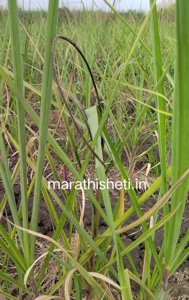 Sugarcane disease control