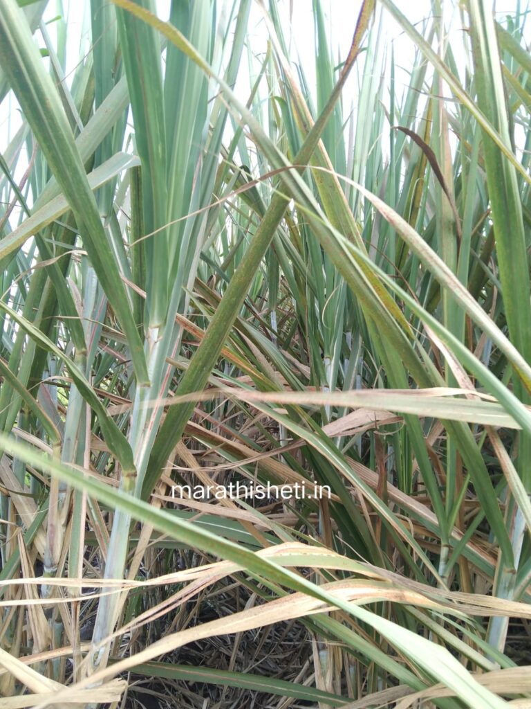 Sugarcane disease control