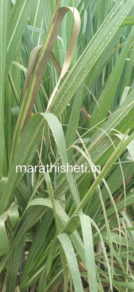 Sugarcane disease control