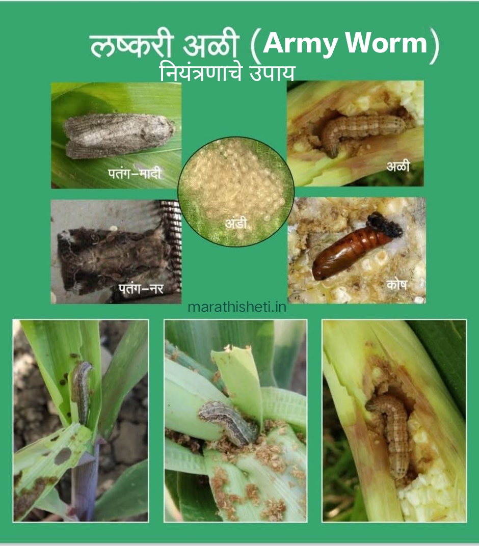 Army worm control