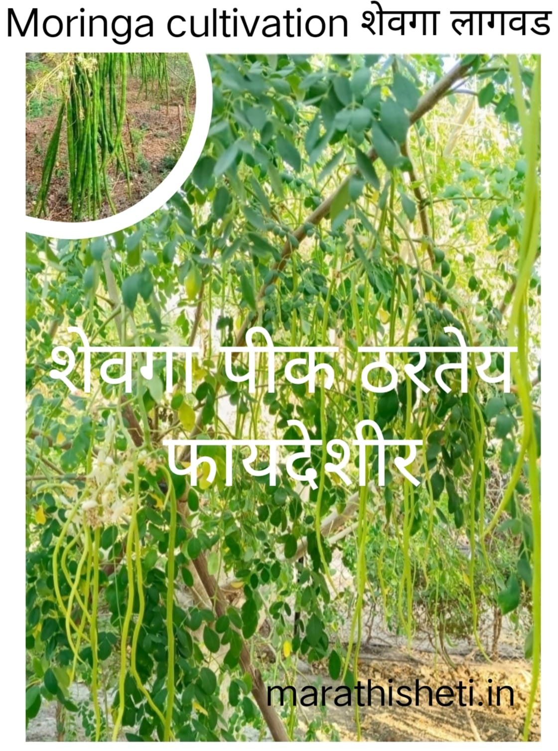 Moringa farming/ Shevga lagwad