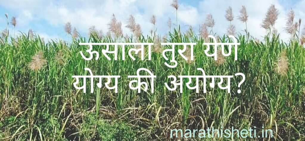 Arrowing in sugarcane ऊसाला तुरा येणे योग्य की अयोग्य? 2 Arrowing in sugarcane