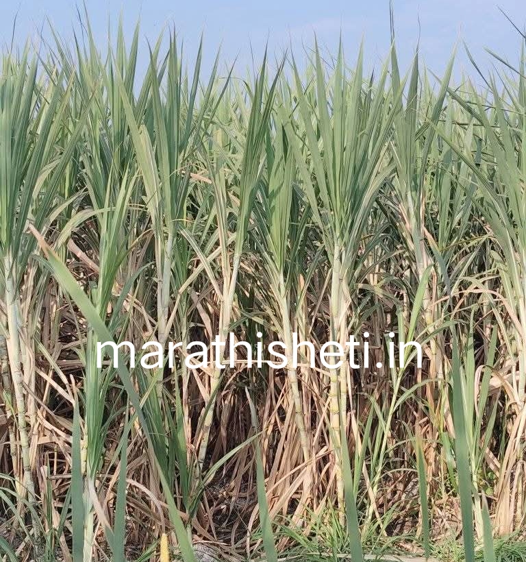 Arrowing in sugarcane ऊसाला तुरा येणे योग्य की अयोग्य? 3 Arrowing in sugarcane