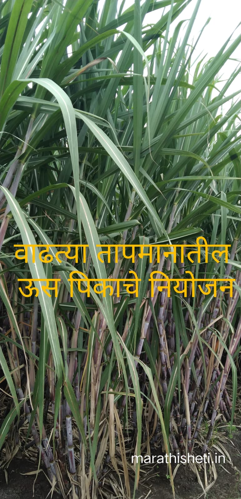 Sugarcane management