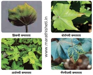 Micronutrients पिकामध्ये सूक्ष्मअन्नद्रव्यांचा वापर गरजेचा. 3 Micronutrients
