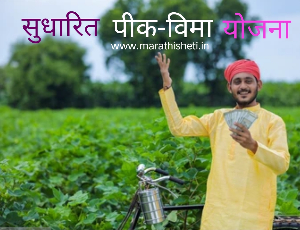 Crop insurance scheme: अशी आहे सुधारित पिक विमा योजना, सहभागाची अंतिम मुदत 31 जुलै 2025 2 Crop insurance scheme