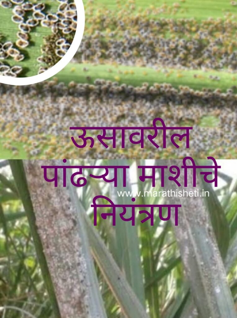 control of whitefly: ऊसावरील पांढऱ्या माशीचे नियंत्रण 2 control of whitefly