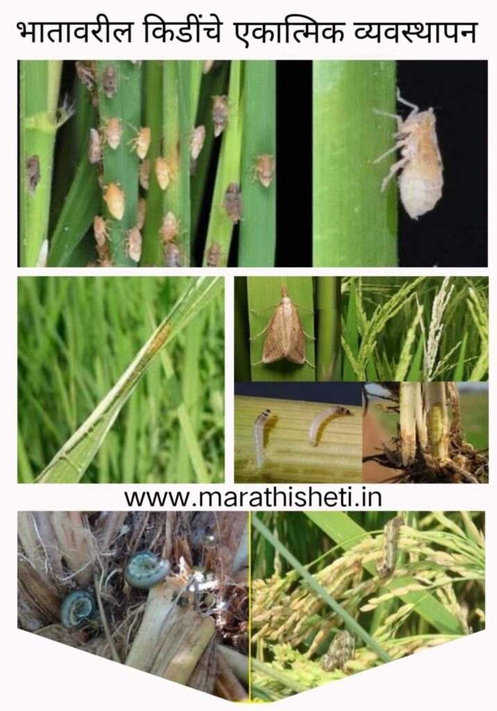 Pest management in rice