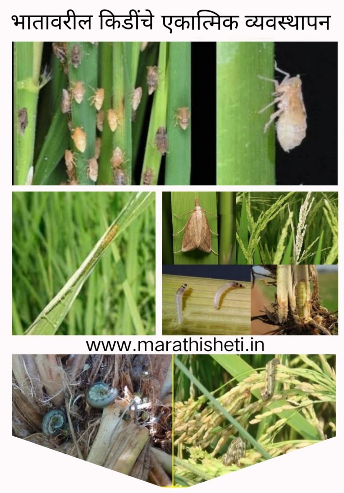 Pest management in rice