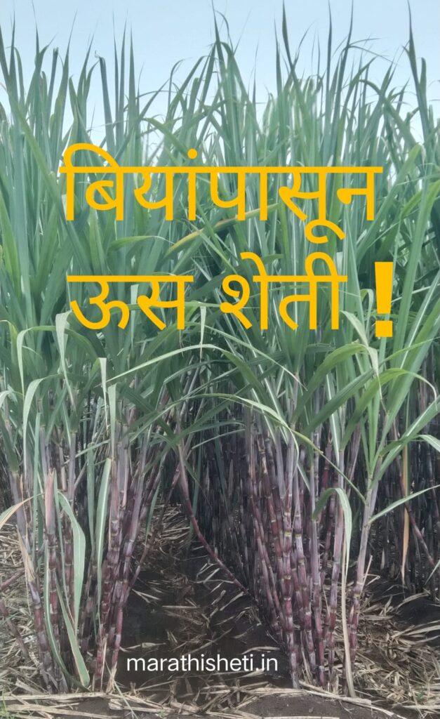 Sugarcane farming from seed ऊस शेती होणार आता बियांपासून... 2 Sugarcane farming from seed
