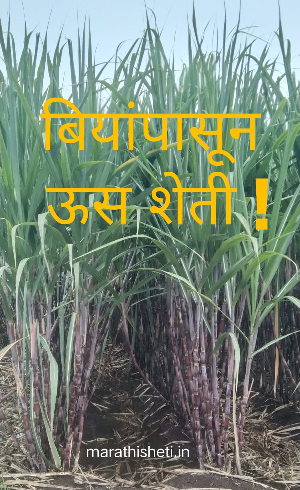 Sugarcane farming from seed